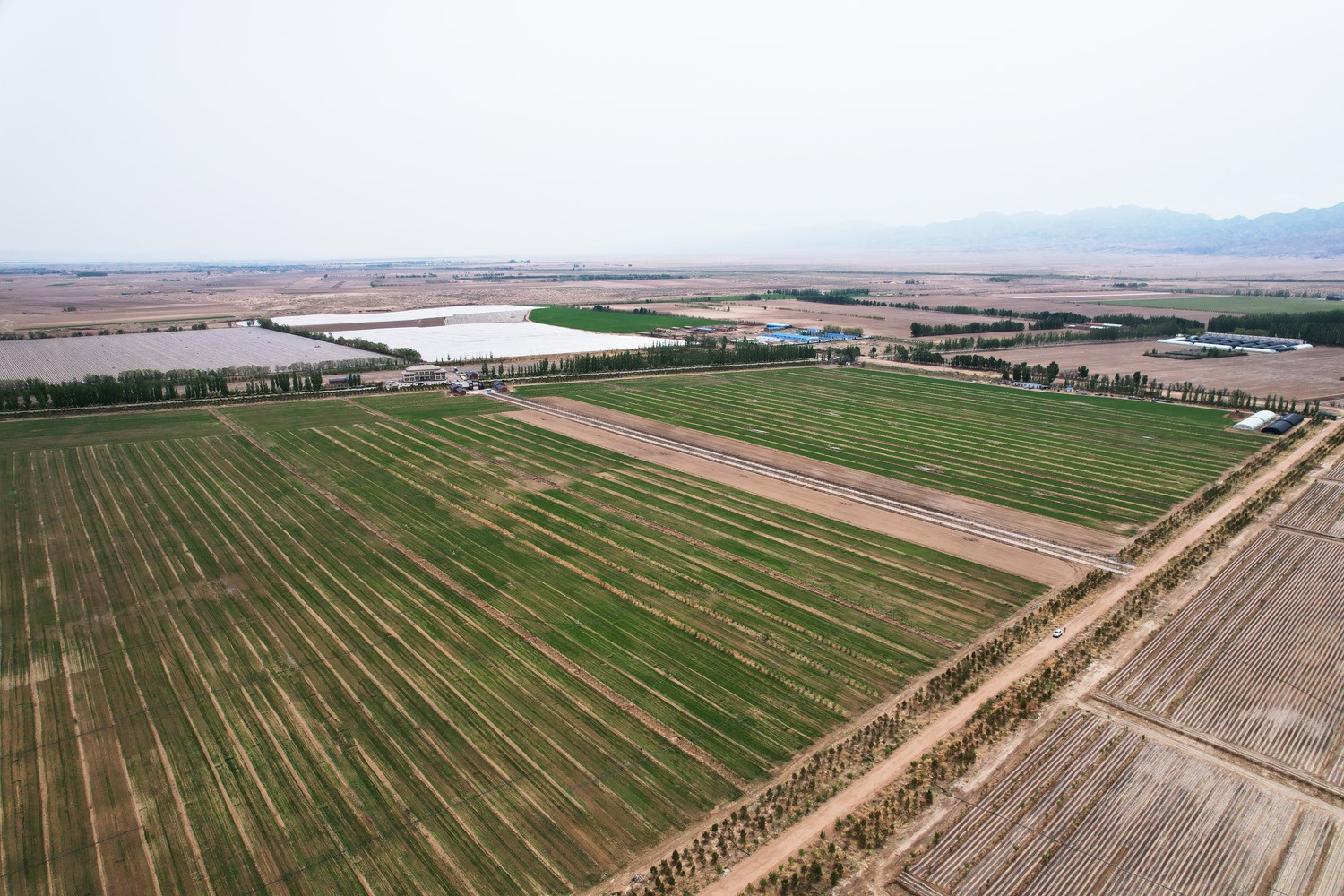 2023年小麥基地生長(cháng)過(guò)程