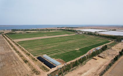 豐達源小麥種植基地2023年小麥長(cháng)勢良好