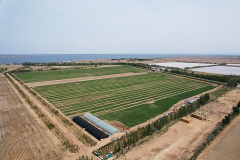 2023年小麥基地生長(zhǎng)過(guò)程